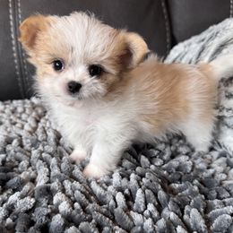 Rare Gem Celeste - Fawn Mi-Ki puppy in Cleveland, Ohio from Rare Gem Mi-Ki’s LTD