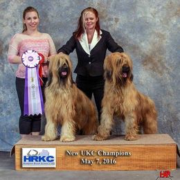 Briard and Schapendoes Puppies from Dragonz Lair