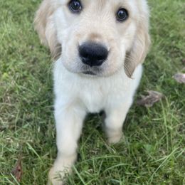 Golden Retriever Puppies from Robinson Goldens