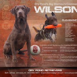 Labrador Retriever Puppies from Dry Pond Retrievers, LLC