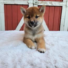 Hana - Red female Shiba Inu puppy in Sacramento, California from Shiba Inu of Matrix