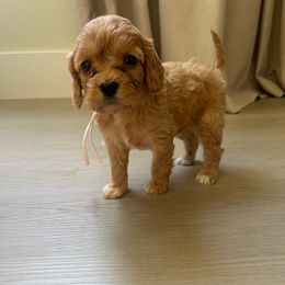 Rosie - pink - Blenheim female Cavapoo puppy in Ferndale, Washington from Cavakennels.pnw