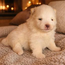 Ghost - White male Pomeranian puppy in Comer, Georgia from HillTop Pomeranians ✨