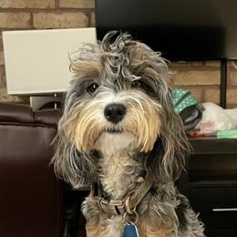 Poppy - Aussiedoodle