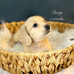 Daisy - Cream female Dachshund puppy in Ormond Beach, Florida from Meadow Ridge Dachshunds