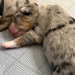 Tundra - Blue merle female Miniature American Shepherd puppy in Tucson, Arizona from Outlaw Minis