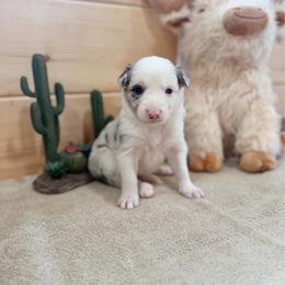 Sage - Blue merle female Border Collie puppy in Owenton, Kentucky from Three16 Ranch