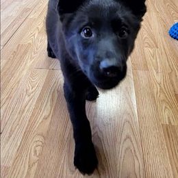 Vader - Black male German Shepherd puppy in Winchester, Kentucky from Del Lago Canine Center