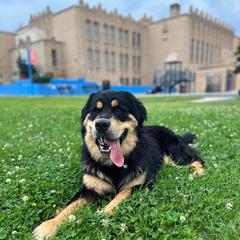 Bernese Mountain Dog, Golden Mountain Dog, and Golden Retriever Puppies from Grateful Bernese & Gage's Goldens