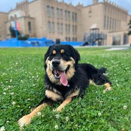 Bernese Mountain Dog, Golden Mountain Dog, and Golden Retriever Puppies from Grateful Bernese & Gage's Goldens
