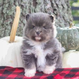 Beans-dilute boy - Blue and tan male Pomeranian puppy in Bremen, Indiana from AMS Pomeranians and Pomskies in Indiana