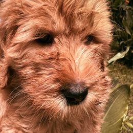 Peaches - Apricot female Goldendoodle puppy in The Woodlands, Texas from Hula & Oliver Co.