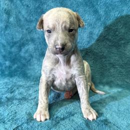 Hurricane - Blue brindle male Whippet puppy in Gentry, Arkansas from Mardel Robeson of Mulberry Hollow Whippets