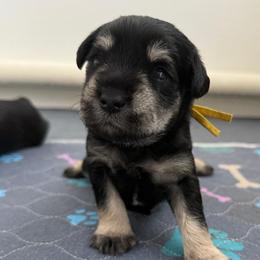 Bee-atrice  - AKC - Yellow Collar - Black and silver female Miniature Schnauzer puppy in Wheeler, Wisconsin from Sue’s Miniature Schnauzers