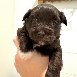 Dolly - Liver female Miniature Schnauzer puppy in Agricola, Mississippi from Fancy Farms + Pups