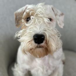 Sonny - Sealyham Terrier