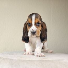 Blue Collar 'Xaden' - Black brown and white male Basset Hound puppy in Valley, Washington from Peaceful Valley Paws
