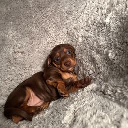 Rhea - Chocolate and tan female Dachshund puppy in Petersburg, Virginia from Doting on Dachshunds