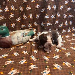 Molly - Liver white and roan female English Springer Spaniel puppy in Braidwood, Illinois from A & R Springers