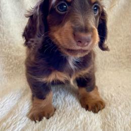 Duke - Chocolate and tan male Dachshund puppy in Granbury, Texas from Bluebonnet Dachshunds, LLC