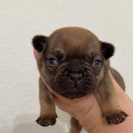 Sarah - Fawn female French Bulldog puppy in Galt, California from The three little frenchies