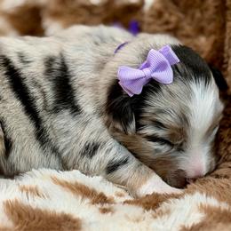 Purple collar - Blue merle female Miniature Australian Shepherd puppy in 32046, Florida from River Hill Ranch