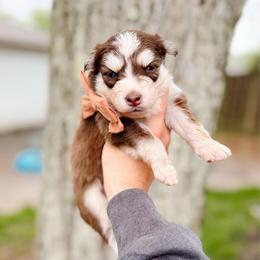 Wren - Chocolate female Pomsky puppy in Cleveland, Ohio from Lake Point Pomskies