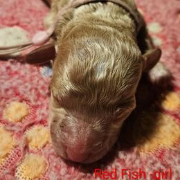 Red Fish- - Caramel red female Labradoodle puppy in Phelan, California from Family Doodles