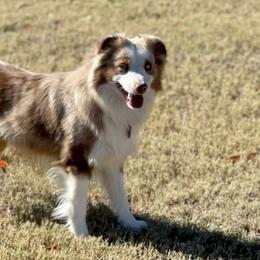 Miniature Australian Shepherds from Nasser Mini Aussies