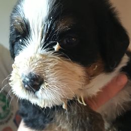 Bernese Mountain Dog Puppies from Locust Hill Berners