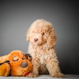 Fred - Red male Bernedoodle puppy in Caldwell, Idaho from Boise Doodle Co.
