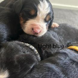 Reserve male puppy - Black rust and white male Bernese Mountain Dog puppy in Oakley, Idaho from Purple Sage Puppies Bernese Mountain Dogs