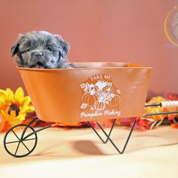 Tum Tum - Blue male Mi-Ki puppy in Wales, Wisconsin from Phantastic Mi-kis