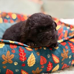 Pepper - Black male Chinese Shar-Pei puppy in Lenoir, North Carolina from Peitato Chips