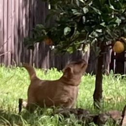 Boy 3rd Pick-Brown collar - Golden Golden Retriever puppy in Sacramento Area, California from Gold Country Golden Retrievers
