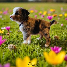 Plum - Blue merle male Miniature Australian Shepherd puppy in Lithia, Florida from Waterford Doodle Farm