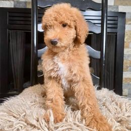 Benny - Red male Bernedoodle puppy in Tyner, Kentucky from Good Dog Doodles
