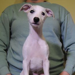 Babette - White and fawn Whippet puppy in Muncie, Indiana from Valenwood Whippets