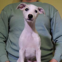 Babette - White and fawn Whippet puppy in Muncie, Indiana from Valenwood Whippets