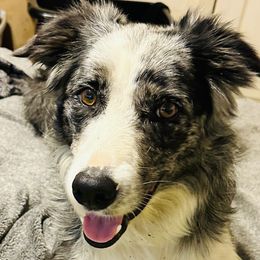 Journey - Border Collie