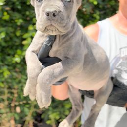 Girl 6 - Gray brindle female Cane Corso puppy in California from Donato Kennels