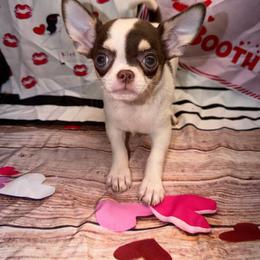 Levi - Chocolate and white male Chihuahua puppy in Palmyra, Indiana from Country Star Chihuahuas