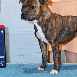 Ava - Staffordshire Bull Terrier