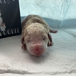 Bernedoodle Puppies from Double B Doodles