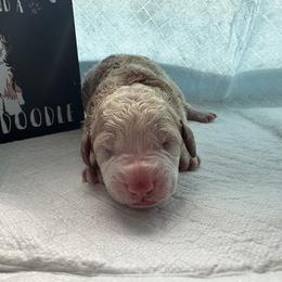 Bernedoodle Puppies from Double B Doodles