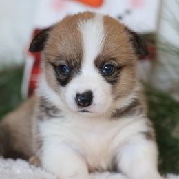 Blossom - Red female Pembroke Welsh Corgi puppy in Morgantown, Pennsylvania from Goldstar Puppies (License Number 18519)