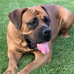 Boerboels from Rocky Mountain Boerboels