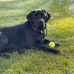 Bear - Labrador Retriever