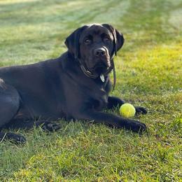 Bear - Labrador Retriever