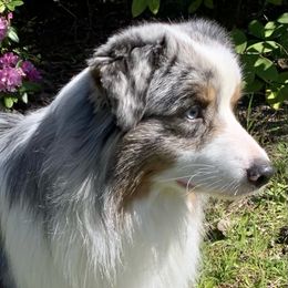 Cash - Australian Shepherd